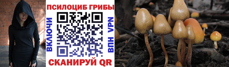 Псилоцибиновые грибы Psilocybine cubensis  где продают   Белореченск 